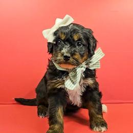 Arendale - Red female Bernedoodle puppy in Russell Springs, Kentucky from 270 Doodles