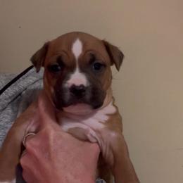 Vixen See Videos - Red female American Staffordshire Terrier puppy in Marietta, Georgia from Ambition Amstaffs