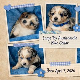 Blue collar - Blue merle male Aussiedoodle puppy in 32046, Florida from River Hill Ranch