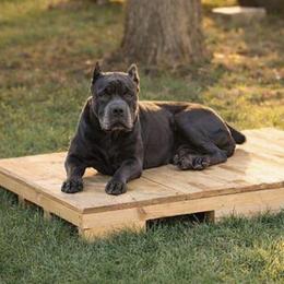Blu - Cane Corso