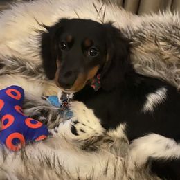 Twist - Dachshund