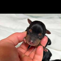 Sam - Black and tan male Yorkshire Terrier puppy in Navarre, Florida from KAYY services