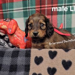 Dachshund Puppies from Briarwood Dachshunds