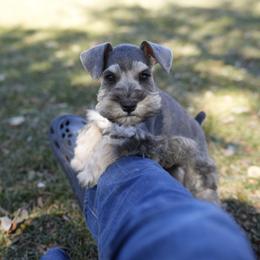 Miniature Schnauzer Puppies from Snowflake Schnauzers