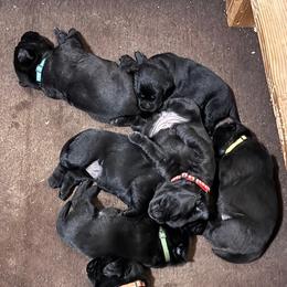 Girl 4 - Black female Labrador Retriever puppy in Colorado City, Colorado from Labrador emPAWrium