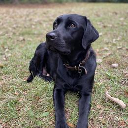 Maggie - Labrador Retriever