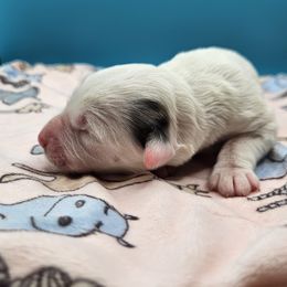 Milky Way - White female Bernedoodle puppy in Lancaster, Pennsylvania from NLB Mini Bernedoodles