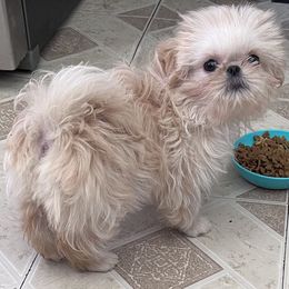 Shih Tzu Puppies from DavOrr’s LoweryBell Shih Tzus