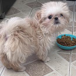 Shih Tzu Puppies from DavOrr’s LoweryBell Shih Tzus