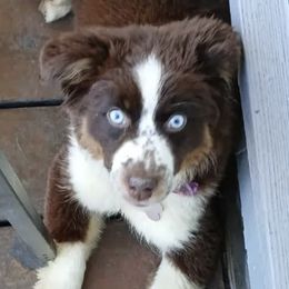 Miniature American Shepherds and Miniature Australian Shepherds from American Spirit MAS