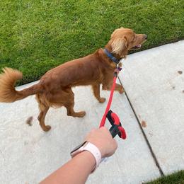 Companion Cross and Golden Retriever Puppies from Happy Tails Mini Goldens