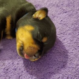Boy 1 - Black and mahogany male Rottweiler puppy in Athol, Idaho from Vom Corvinus Haus Rottweilers
