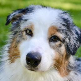 Trivette - Australian Shepherd