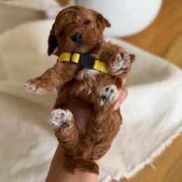Sunny - Caramel cream female Australian Labradoodle puppy in Auburn, California from Poodles and Labradoodles breeder