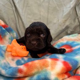 Garth - Chocolate male Boykin Spaniel puppy in Van Buren, Arkansas from Arklahoma Boykins