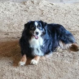 Australian Shepherd and Pembroke Welsh Corgi All Grown Up from Morehead Family Dogs