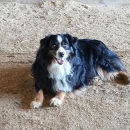 Australian Shepherd and Pembroke Welsh Corgi All Grown Up from Morehead Family Dogs