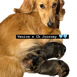 Shaded cream male 1 - Cream male Dachshund puppy in Medina, Ohio from STORIED DOXIES
