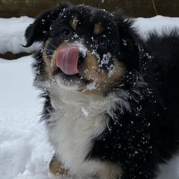 Australian Shepherd Puppies from Clover Bell Farm Australian Shepherds