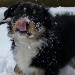 Australian Shepherd Puppies from Clover Bell Farm Australian Shepherds