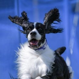 English Springer Spaniels from Nancy's Springers