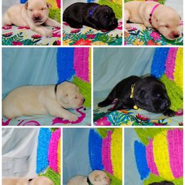 Boy 2 - Yellow male Labrador Retriever puppy in Holyoke, Massachusetts from Urban Oak Labradors LLC