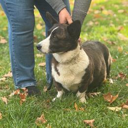 Hope - Brindle and white female Cardigan Welsh Corgi puppy in Buskirk, New York from Hana-K’s Cardigan Welsh Corgis