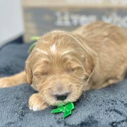 Green Male - Apricot male Goldendoodle puppy in Great Falls, Montana from Montana Goldendoodles