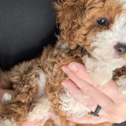 Bernedoodles and Cavapoos from Azbernedoodlepuppies