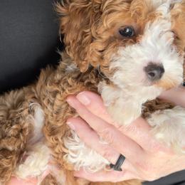 Bernedoodles and Cavapoos from Azbernedoodlepuppies