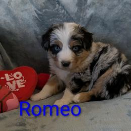 Romeo - Blue merle male Australian Shepherd puppy in Parker, Colorado from Legacy Ranch Australian Shepherds