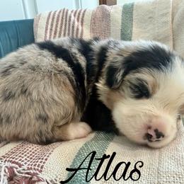 Atlas - Blue merle male Miniature Australian Shepherd puppy in Sandy Hook, Kentucky from RidgeTop Aussies