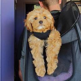 Teddy- Trained - Apricot male Cavapoo puppy in Gilbert, Arizona from Arizona Toy Cavapoos – Health‐Tested & Home‐Raised