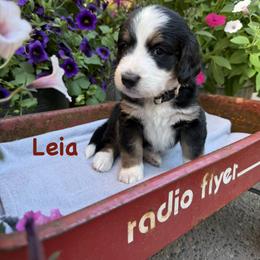 Bernedoodle and Goldendoodle Puppies from Marbel Wood Doodles