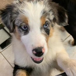 Miniature Australian Shepherds and Toy Australian Shepherds from Cedar Ridge Miniature Aussies