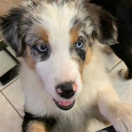 Miniature Australian Shepherds and Toy Australian Shepherds from Cedar Ridge Miniature Aussies