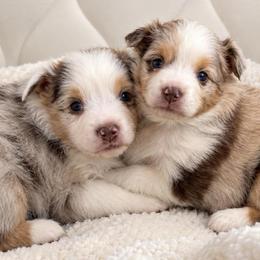 Minnie - Red merle female Miniature Australian Shepherd puppy in Lakeport, California from Akins Aussies/Wild Rose Ranch