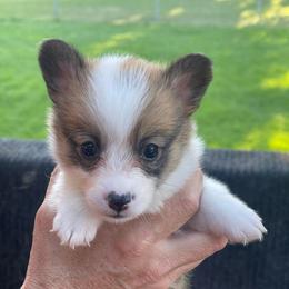 Girl 2 - Sable female Pembroke Welsh Corgi puppy in Nevada, Iowa from Rogers AKC Corgis of Iowa.