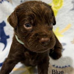 Blue Boy - Brown male Boykin Spaniel puppy in Milan, Georgia from Dixie Darlin Boykins