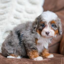 Leia - Merle female Bernedoodle puppy in Dundee, Ohio from Down Home Doodle