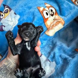 Luke Cage - Black and white male Xoloitzcuintli puppy in Manitowoc, Wisconsin from Wonderland Kennel