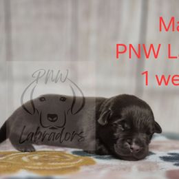 Marley - Chocolate male Labrador Retriever puppy in Rogue River, Oregon from PNW Labradors