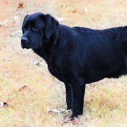 Labrador Retrievers from Cadron Ridge Labradors