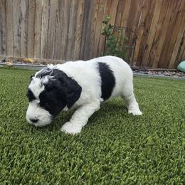 Phantom Black - Parti female Labradoodle puppy in Commerce City, Colorado from Playful Paws Labradoodles