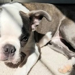 Boston Terriers from Cedar Oaks Boston Terriers