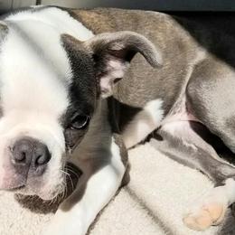 Boston Terriers from Cedar Oaks Boston Terriers
