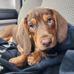 Jack (Royal Blue collar) - Brown white and tan male Beagle puppy in Bois D Arc, Missouri from Country Home Pets and Farm