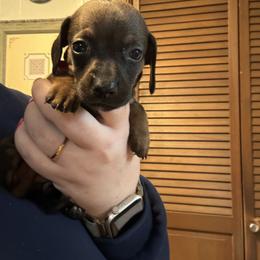 Paisley - Wild boar female Dachshund puppy in Athens, Texas from County Road Puppies