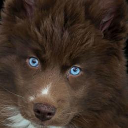 Honi - Brown and white female Siberian Husky puppy in East Tawas, Michigan from BurnsBerg's Woolies