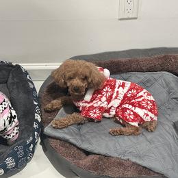 Poodles from Alstartoypoodle